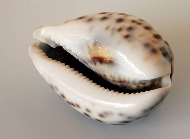 Cowrie