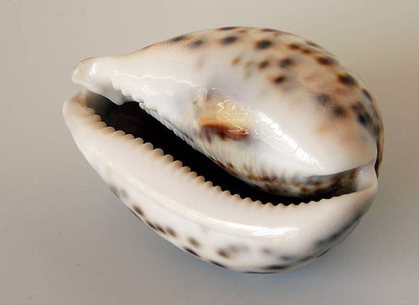 Cowrie